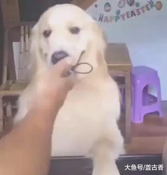 网友经常神经大条，忘带钥匙进不去家，自从养金毛后便再没担心过