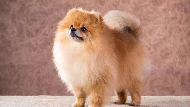 你知道你的爱犬属于哪一类吗？最全的狗狗分类都在这