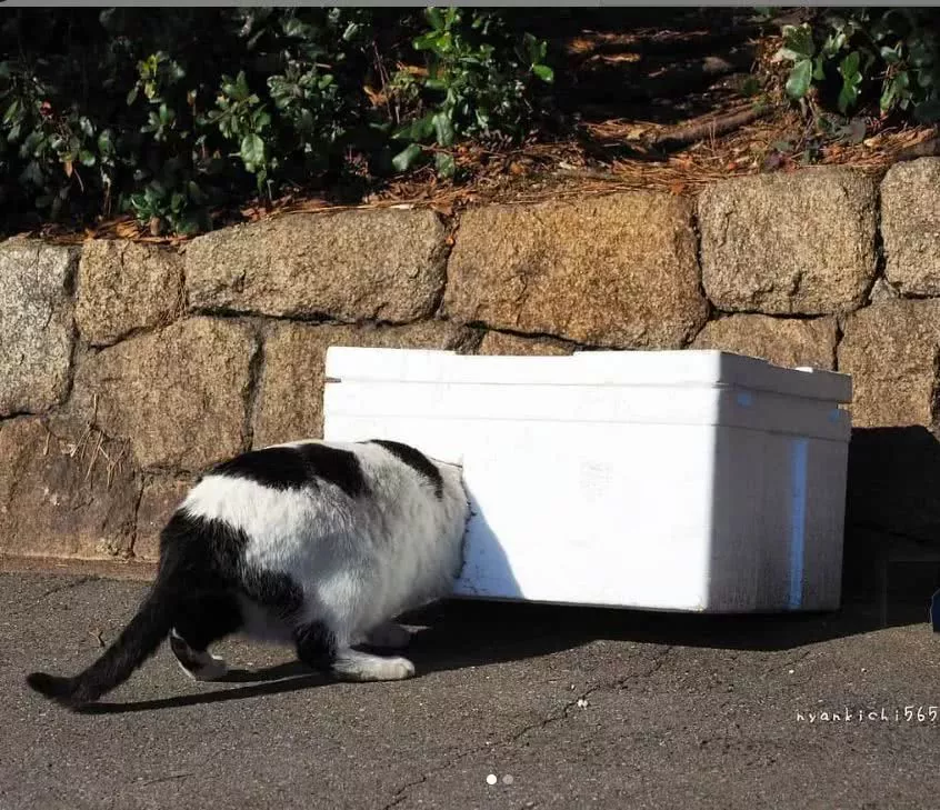 他拍摄的流浪猫，个个儿都生龙活虎，快活得让家喵羡慕……