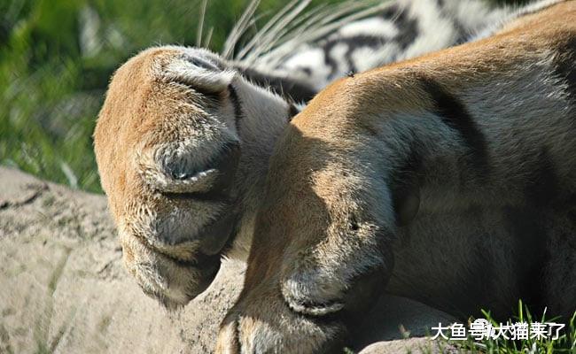 水对老虎有多重要？因受伤不能泡凉水澡，印度一只老虎中暑死亡