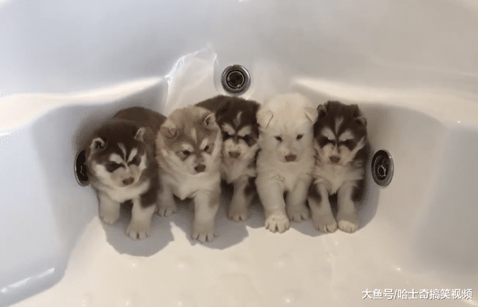 5只小二哈被放在浴缸里, 以为主人要煮它们: 主人别吃我