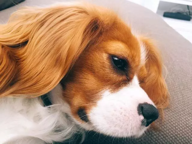 没有小问题，不治疗可能会导致失明！