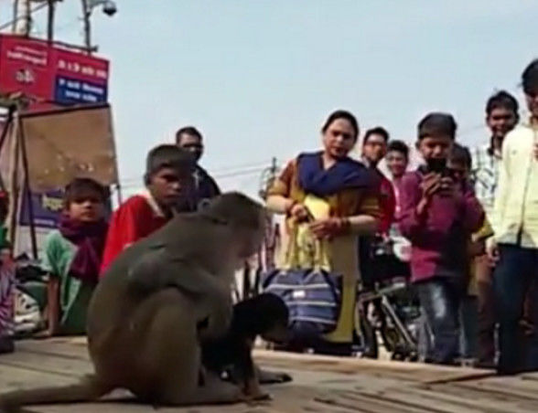 大街上猴子抱着狗狗死活不松开，知道真相备受感动