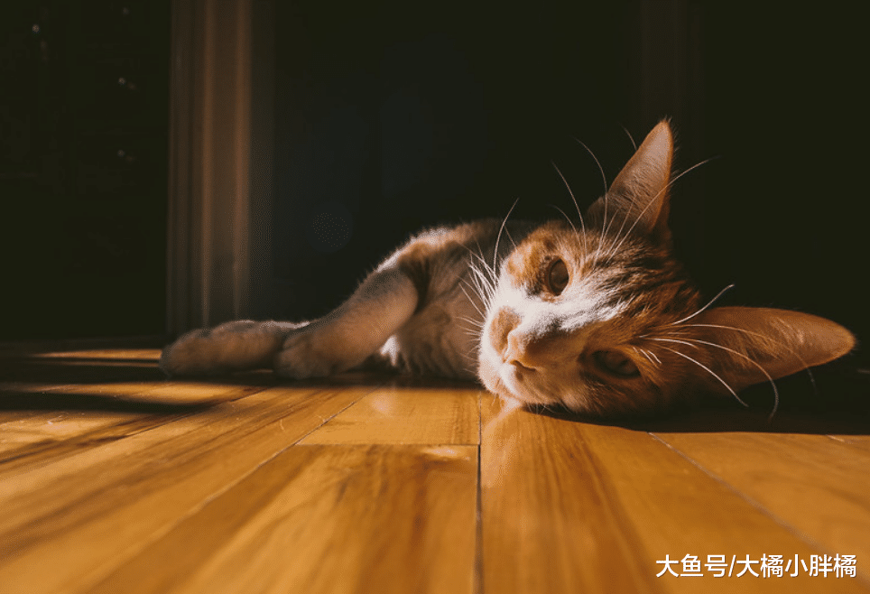 猫咪“反省”时做的5个动作，可别以为它在抬杠，你就原谅了它吧
