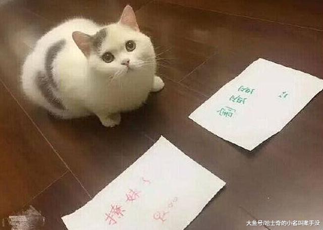 用猫薄荷诱骗猫咪割蛋蛋，这主人太坑了，心疼猫咪一分钟