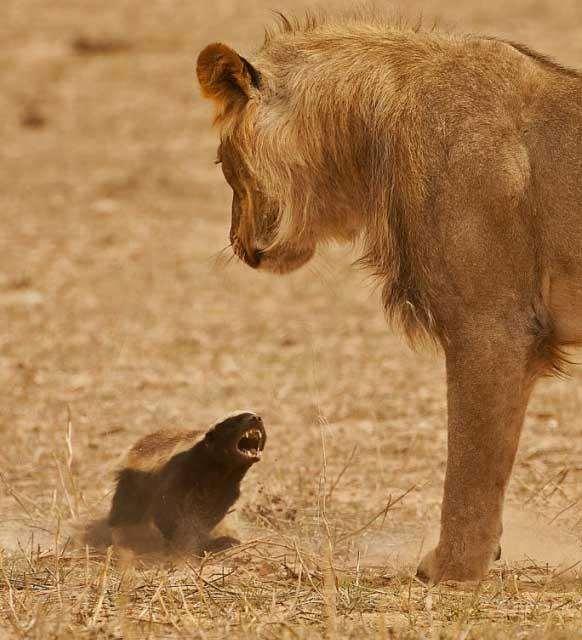 小蜜獾被母狮盯上，蜜獾妈妈向死而生与母狮对弈替儿子死去