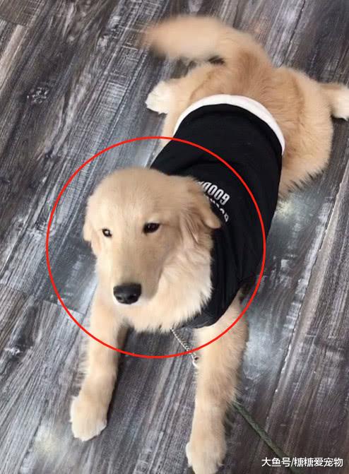 主人将金毛送回奶奶家，一个月后不敢相认，网友：去变形记了吧？