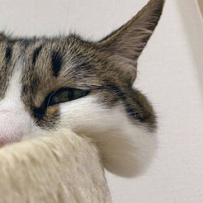 主人在猫砂里拉屎，猫咪会帮你埋吗