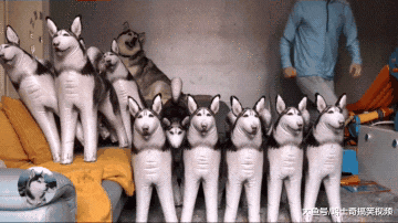 家里突然多了10只哈士奇，二哈有什么反应？胆子也太小了吧