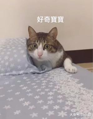 好奇猫咪的爬行方式，谨慎注视匍匐前进，瞳孔逐渐放大萌死主人