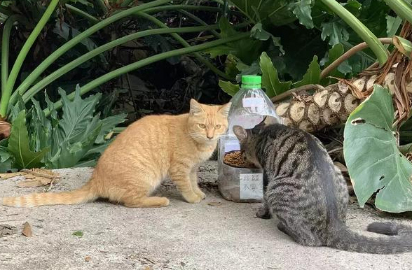 网友给流浪猫咪制作了一套精致餐具, 一个简单的举动却感动无数人