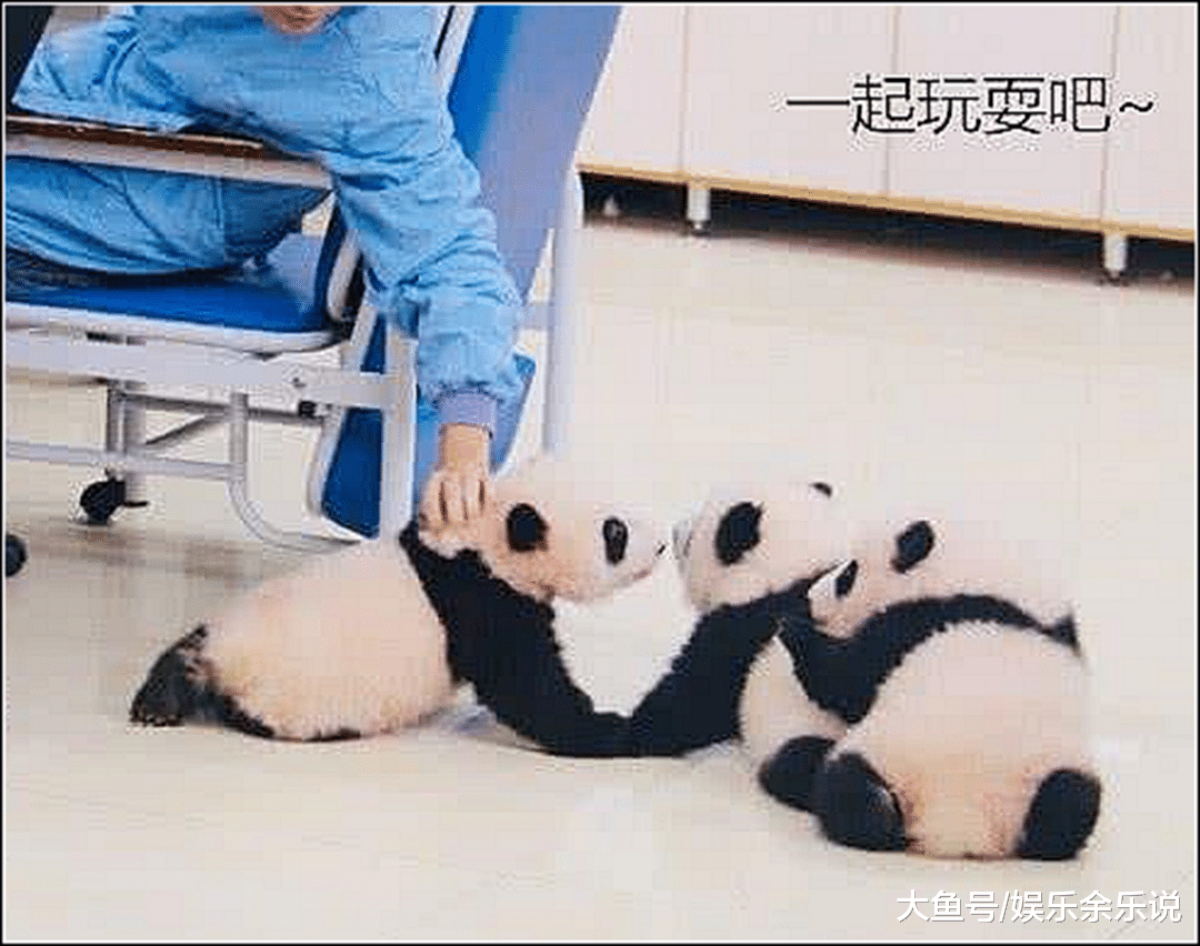 饲养员正在工作，熊猫们上前捣乱，随后一幕众人都被萌化了