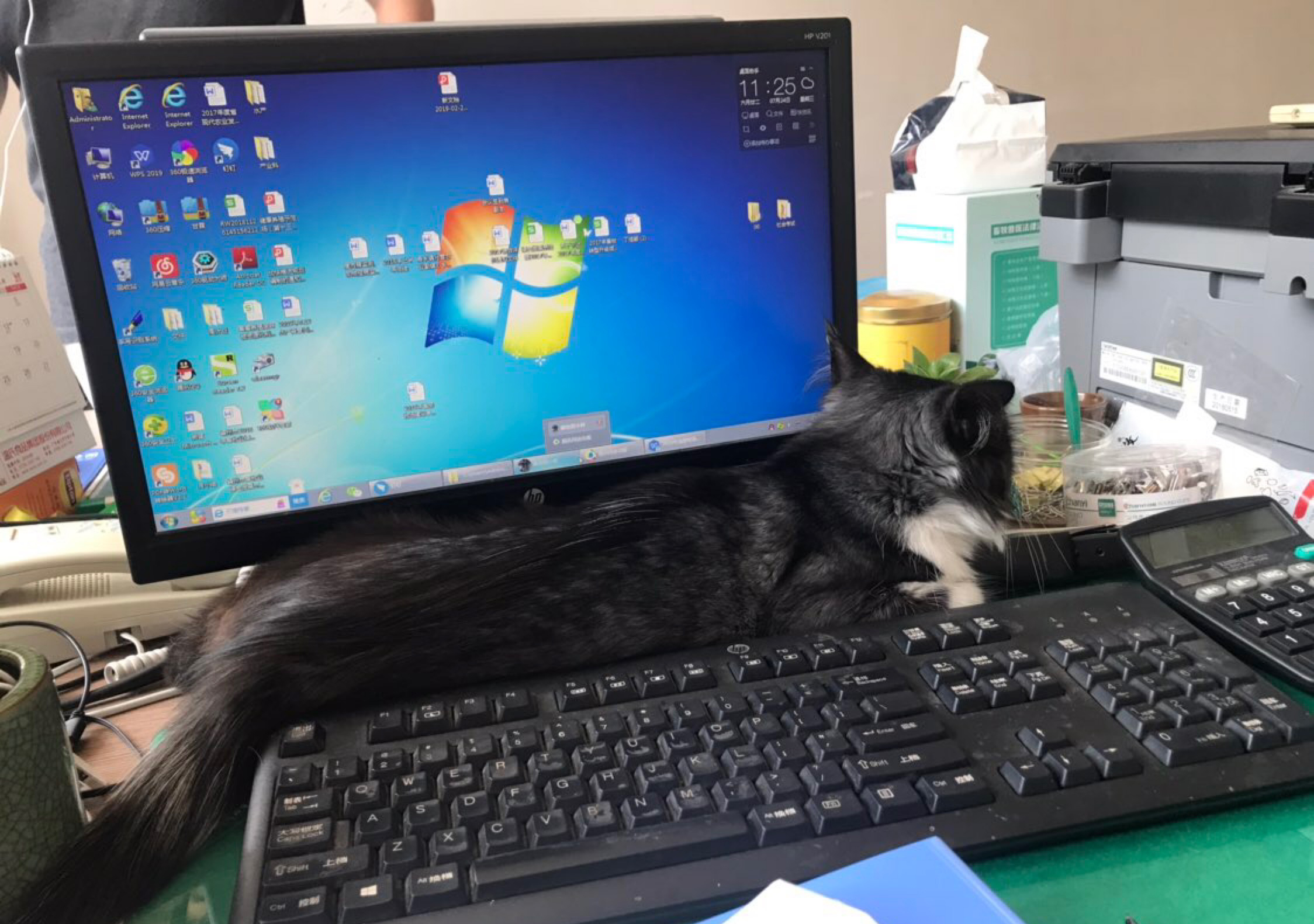 黑猫警长每天都要这样监督铲屎官工作！实在太虐了，感受下…