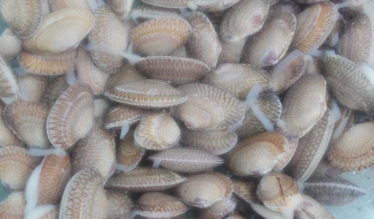 粉丝蒸花甲，用花甲配上粉丝做出吸引人的美味，想学的小伙伴看这里