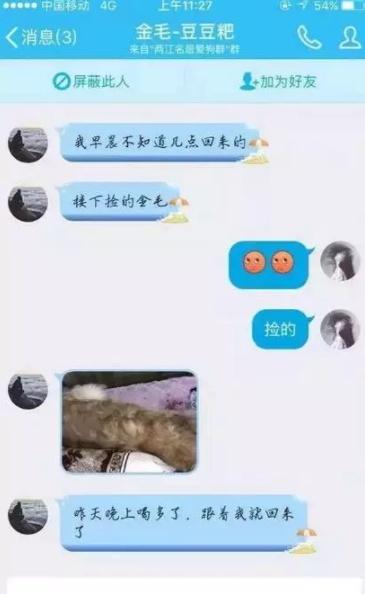 这条狗颠覆了网友对金毛的认知, 跟喝醉的人回家, 把别人家给拆了