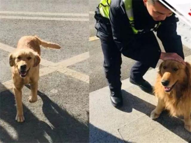 金毛兄弟高速逆行被抓，賴在警局狂吃包子，欲成警犬被警察拒絕！