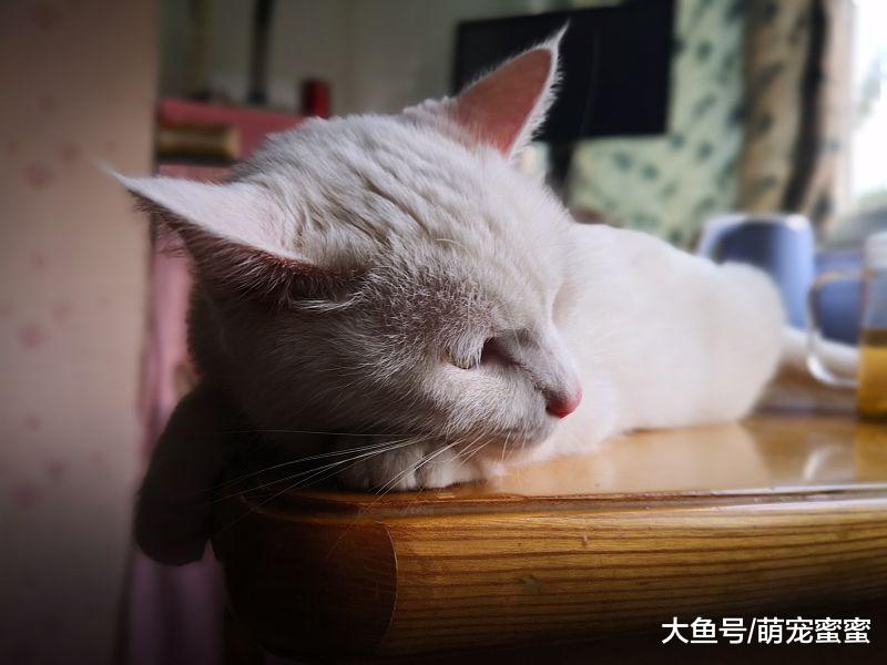 萌宠：盘点世界上最高冷的两种猫咪