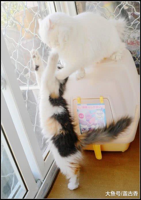 一个不平凡的果，同时吸了两只喵，接下来的画面让主人在一旁笑抽