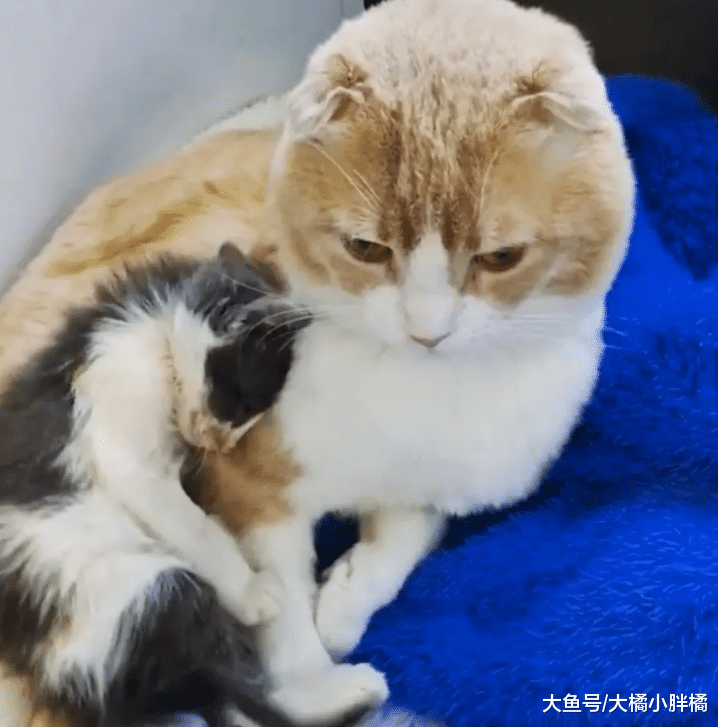 折耳猫瘫痪，主人却要将它安乐死，康复后竟用这种方式来“感恩”