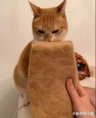 主人用盒子收集猫毛，从高二到大四，六年收获一块大砖头