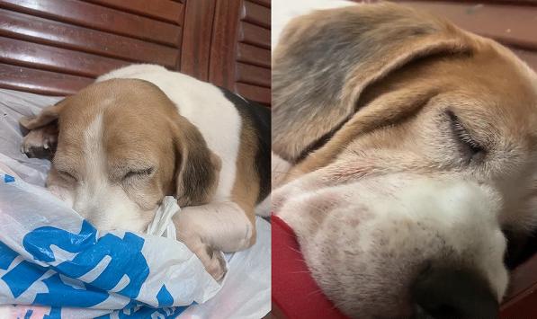 果然是奶奶养大的狗，胖成球！网友：还以为是迷你猪