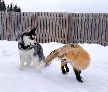 网友领回只狐狸，结果家里二哈就变得不正常了...