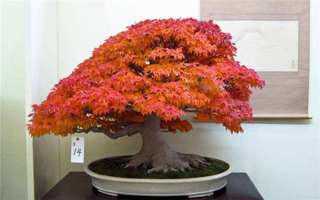 枫树盆景如何打理，后期养护要点，特别是肥料使用不可过多