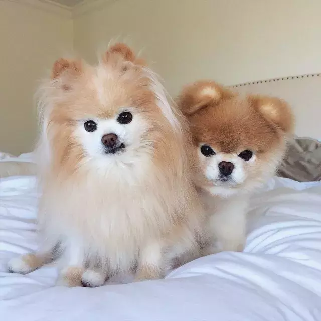 這些蓬松的博美犬，可愛到爆了！