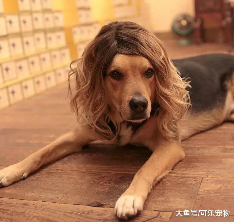 铲屎官给宠物狗戴假发，只不过看上去像“杀马特”，狗子一脸茫然