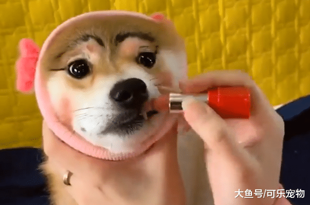 主人给狗子化妆，硬生生画出了“卡姿兰大眼睛”，画面太美不敢看