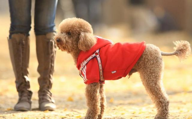 泰迪犬寿命只有10~12岁？6招教你延长狗狗寿命！