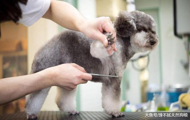 可能你还不知道，你的这些行为，对泰迪犬很伤