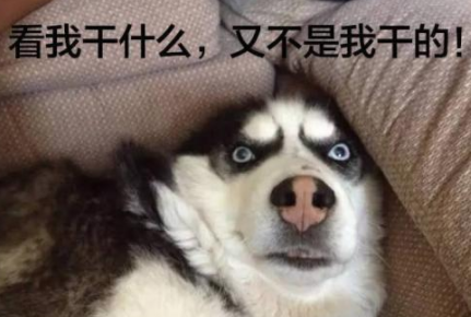 金毛, 萨摩, 阿拉斯加就你们三家还想跟我争谁拆家第一? 哈士奇: 我封杀你们