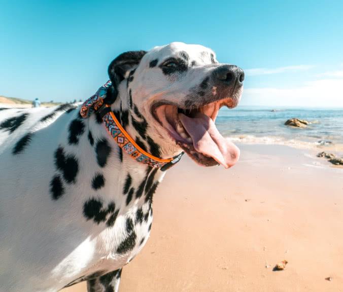為什么狗狗乘車時總喜歡把腦袋伸出窗外？帶狗坐車應該注意什么