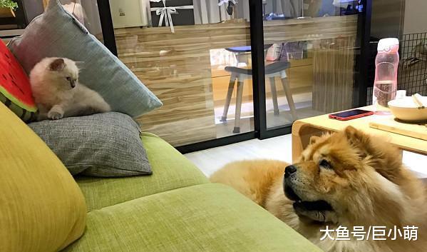 主人收养小奶猫，每天都又亲又吸，问一天不吸猫就不舒服咋办？