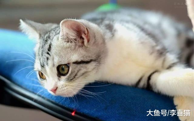 猫传腹并非绝症，湿性传腹更易被治愈，铲屎官需从三点出发治疗！