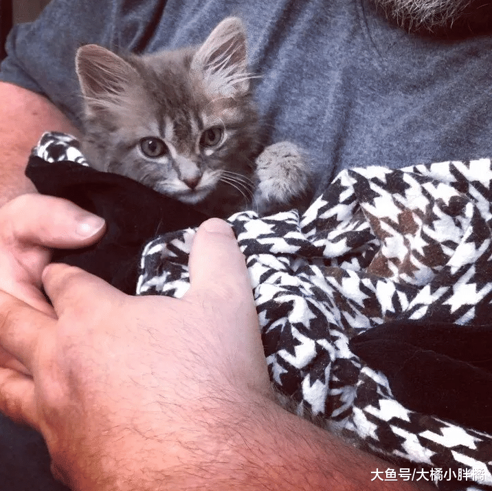 小猫被人从车窗里扔出，大叔停车相救，被救后小猫的反应让人心疼