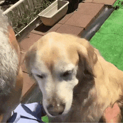 不小心踩到狗子之后，老妈的一句话让他怀疑人生…