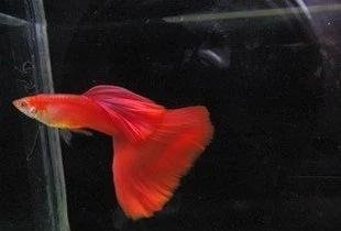 想要养好孔雀鱼都需要用到哪些设备?