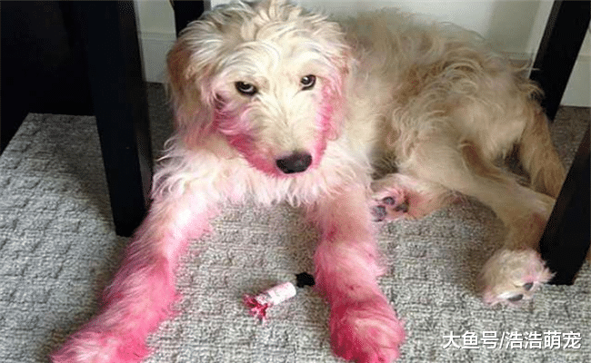 为什么大多数人都不想让孩子跟狗狗相处太久? 原因有5个