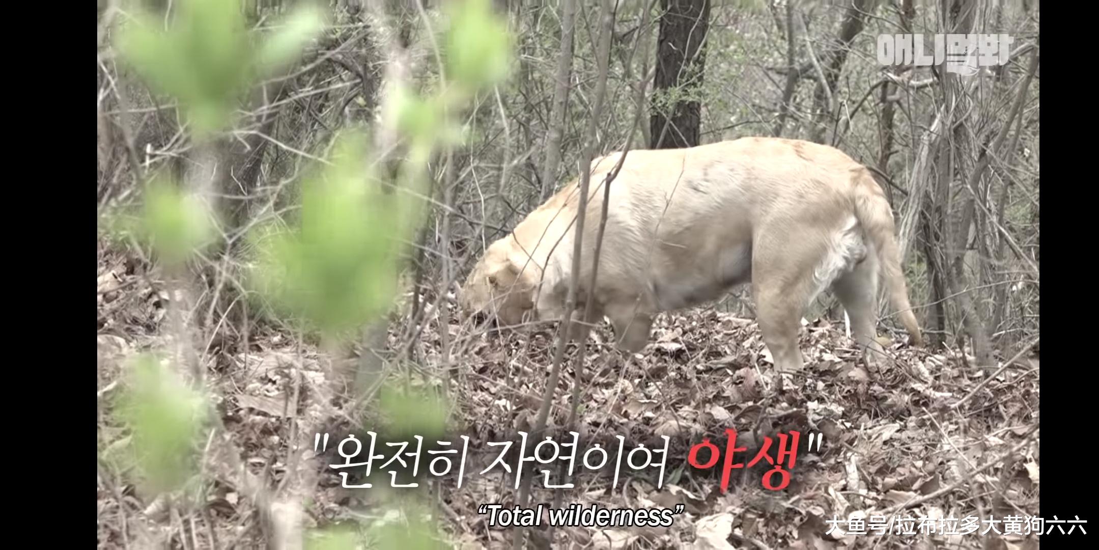 本以为碰上猛兽，结果是专业登山导游拉布拉多，一只包下山头的狗