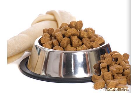 想带上狗狗假期出游？先做好这几件事再说吧