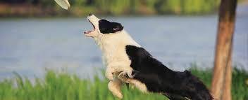 以下“3種”犬，當警犬是沒戲，家里養養到挺合適的？