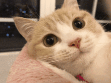 最灵验的“锦鲤”就是努力，恭喜荣喜食品有限公司再获殊荣！