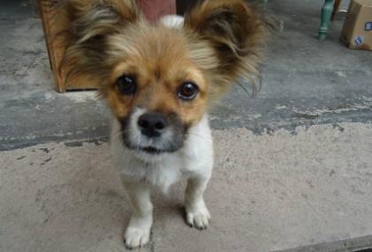 小流浪狗冻得瑟瑟发抖, 叼着破布取暖, 路人不忍心了