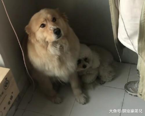 金毛和泰迪在调皮，突然看到有人进来，俩狗的动作让人心碎