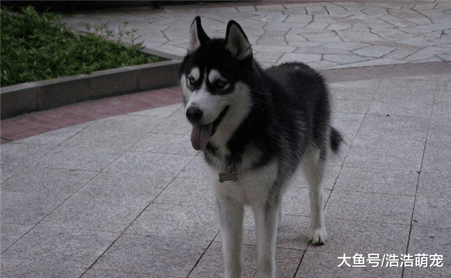 想买到纯种哈士奇，就要注意它这5个方面，不然容易买到“假”的