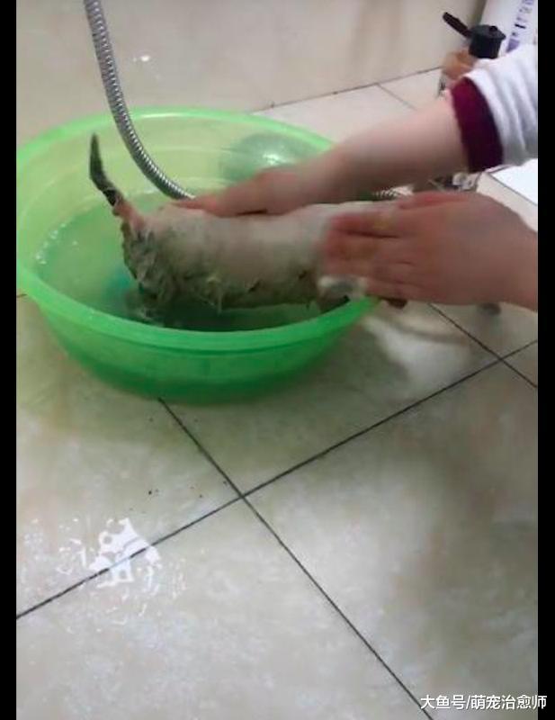 2個月大的小狗被扔進垃圾桶，好心人撿回給它洗澡喂糧華麗變身！