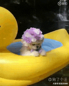 空有一颗学霸的心，奈何是条狗