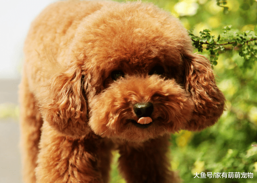 这几种狗狗, 冬天完全没必要穿衣服, 穿了反而不好!
